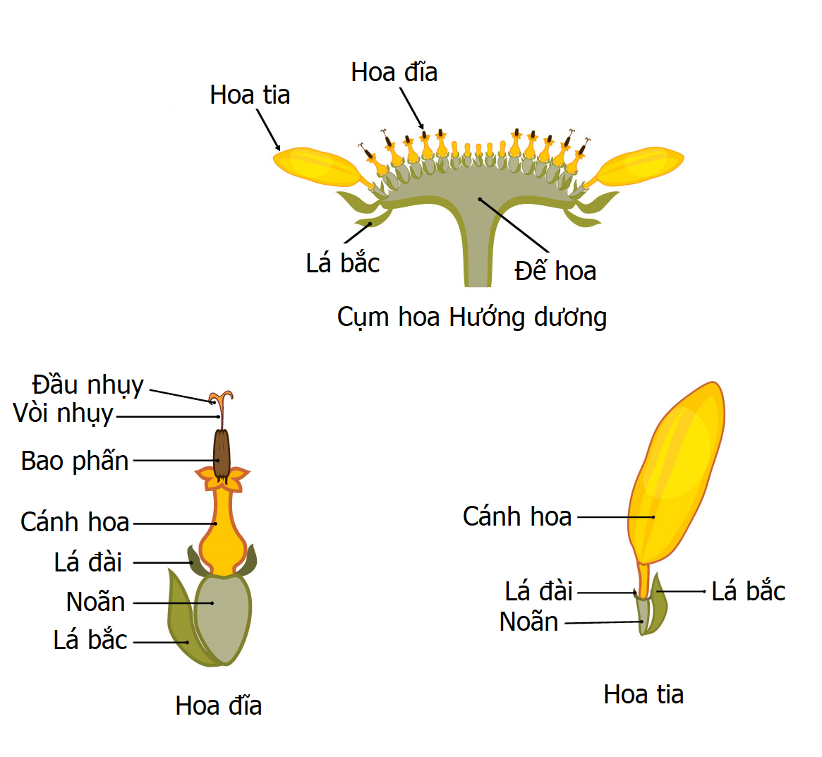 Đặc điểm cây hoa Hướng dương